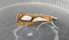 Catoptria pinella 2