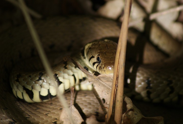 Grass Snake basking Copyright: Robert Smith