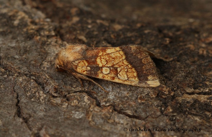 Frosted orange  Gortyna flavago 2 Copyright: Graham Ekins