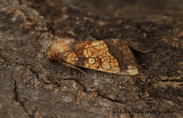 Frosted orange  Gortyna flavago 2 Copyright: Graham Ekins