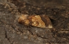 Frosted orange  Gortyna flavago 2 Copyright: Graham Ekins