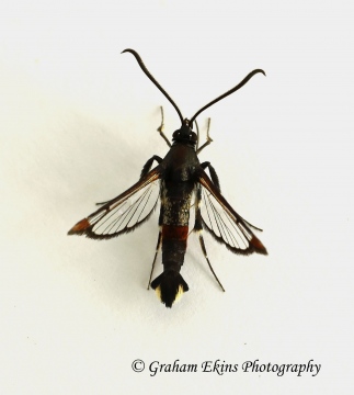 Synanthedon formicaeformis  Red-tipped Clearwing Copyright: Graham Ekins