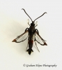 Synanthedon formicaeformis  Red-tipped Clearwing Copyright: Graham Ekins