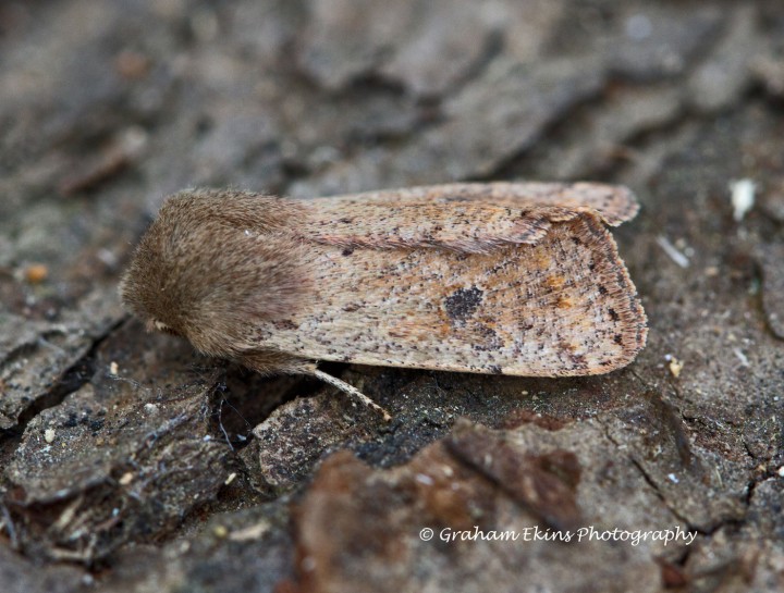 Small Quaker  Orthosia cruda Copyright: Graham Ekins