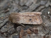 Small Quaker  Orthosia cruda Copyright: Graham Ekins