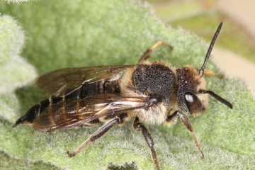 Coelioxys inermis female Copyright: Peter Harvey