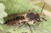 Coelioxys inermis female