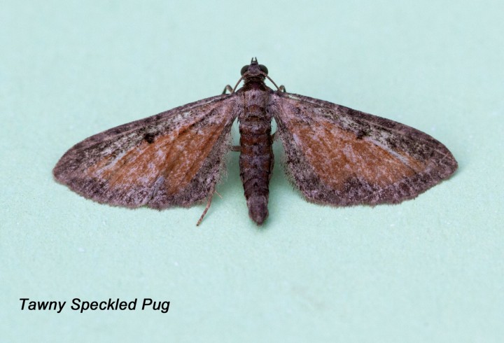 Tawny-speckled Pug  Eupithecia icterata Copyright: Graham Ekins