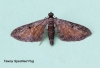 Tawny-speckled Pug  Eupithecia icterata 