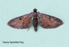 Tawny-speckled Pug  Eupithecia icterata