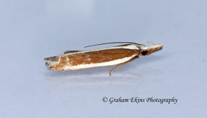 Dichomeris marginella  6 Copyright: Graham Ekins