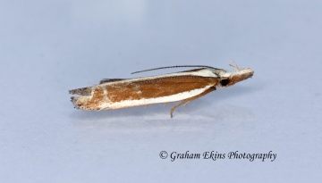 Dichomeris marginella  6 Copyright: Graham Ekins