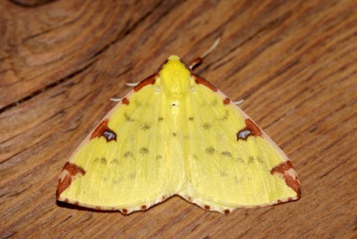 Brimstone Moth Copyright: Ben Sale