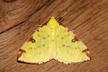 Brimstone Moth Copyright: Ben Sale