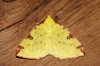 Brimstone Moth 