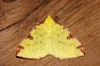 Brimstone Moth Copyright: Ben Sale