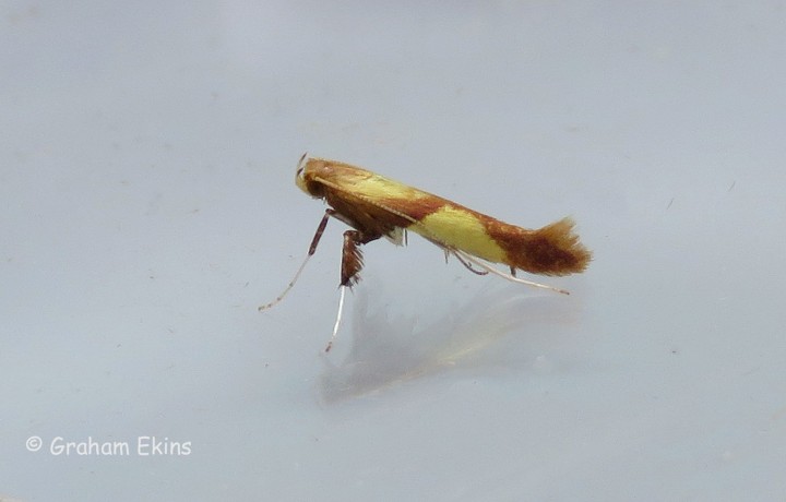 Caloptilia alchimiella 2 Copyright: Graham Ekins