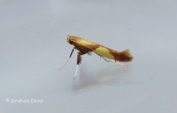 Caloptilia alchimiella 2 Copyright: Graham Ekins