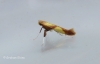 Caloptilia alchimiella 2 Copyright: Graham Ekins