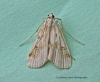 Ringed China-mark  Parapoynx stratiotata Copyright: Graham Ekins