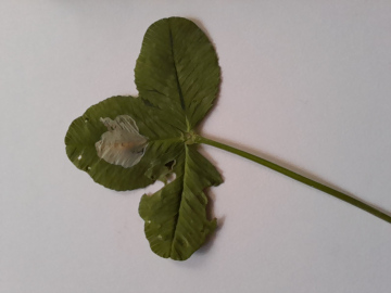 Leaf mine on clover Copyright: Fiona Hutchings