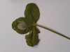 Leaf mine on clover Copyright: Fiona Hutchings