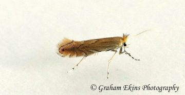 Phyllonorycter quercifoliella Copyright: Graham Ekins