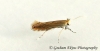 Phyllonorycter quercifoliella Copyright: Graham Ekins