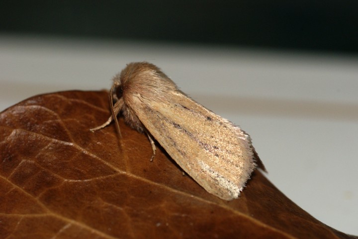 Small Wainscot 2 Copyright: Ben Sale