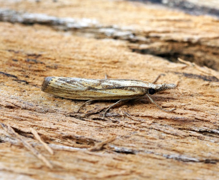 Agriphila inquinatella Copyright: Ben Sale