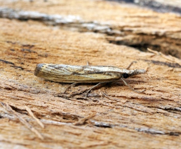 Agriphila inquinatella Copyright: Ben Sale