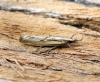 Agriphila inquinatella 