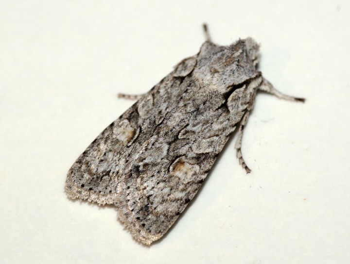 Grey Shoulder-knot Copyright: Ben Sale