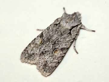 Grey Shoulder-knot Copyright: Ben Sale