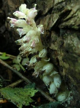 Lathraea squamaria - Toothwort - 7th May 2007 Copyright: Barry Ruggles