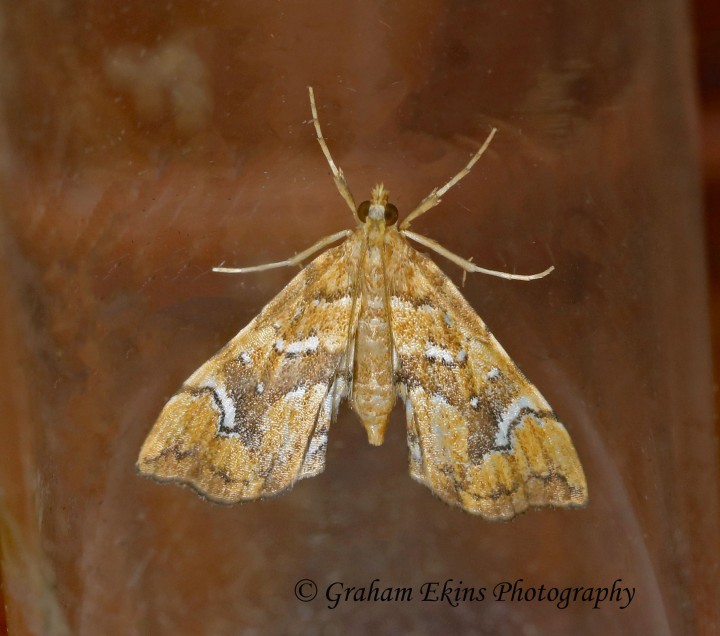 Musotima nitidalis 2 Copyright: Graham Ekins