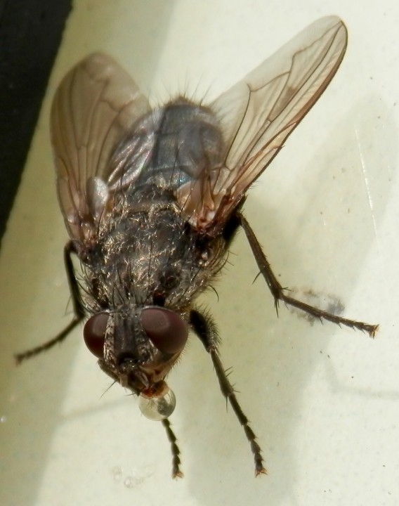 Pollenia vagabunda female Copyright: Rosemary Stephens