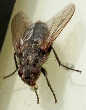 Pollenia vagabunda female Copyright: Rosemary Stephens