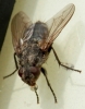 Pollenia vagabunda female 