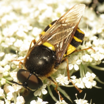 Stratiomys potamida male 20150721-2508 Copyright: Phil Collins