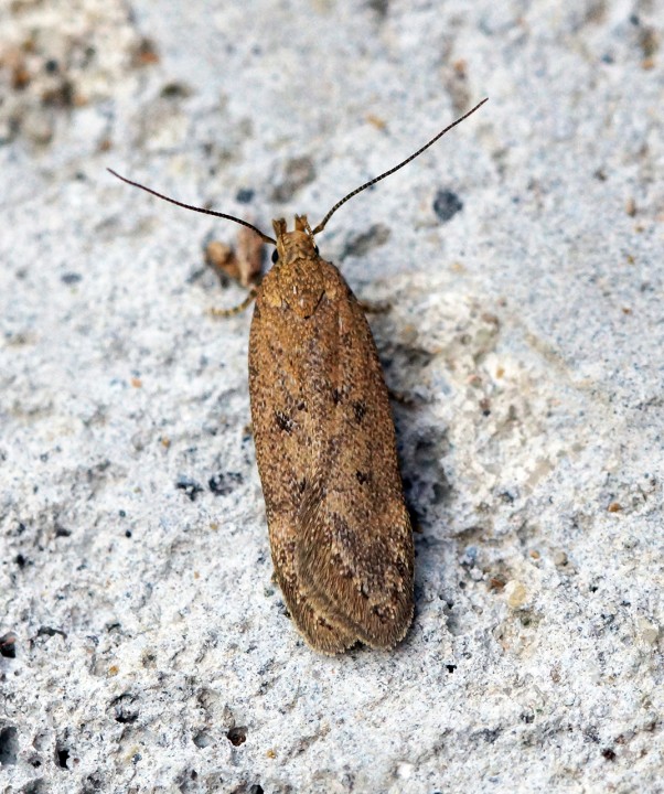 Bryotropha terrella Copyright: Ben Sale