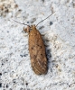 Bryotropha terrella