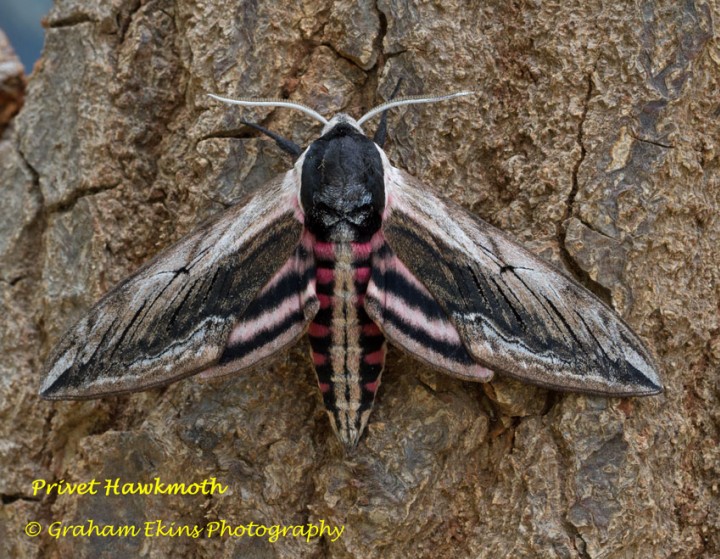 Privet Hawk-moth Sphinx ligustri Copyright: Graham Ekins