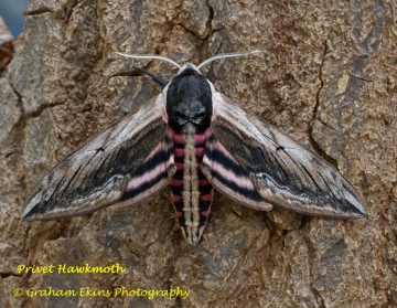 Privet Hawk-moth Sphinx ligustri Copyright: Graham Ekins