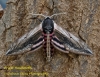Privet Hawk-moth Sphinx ligustri Copyright: Graham Ekins