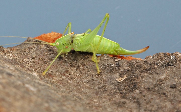 Southern Oak Bush Cricket Copyright: Graham Ekins