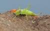 Southern Oak Bush Cricket