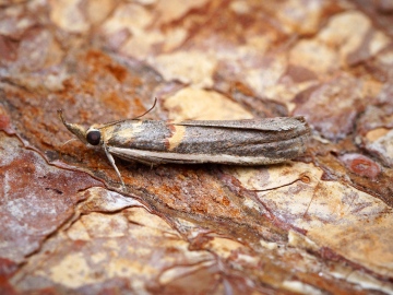 Etiella zinckenella 3 Copyright: Ben Sale