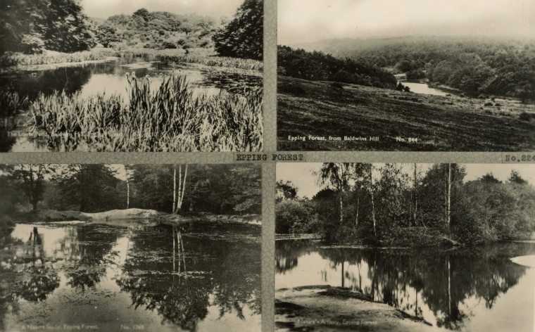 Epping Forest Post Card Copyright: William George