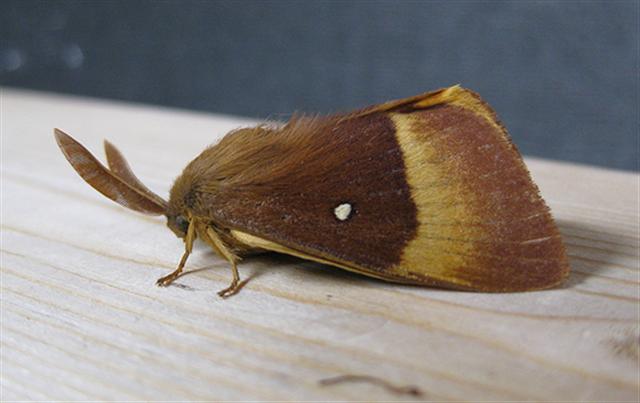 Oak Eggar 2 Copyright: Stephen Rolls